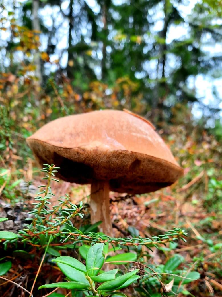 Sieni metsässä
