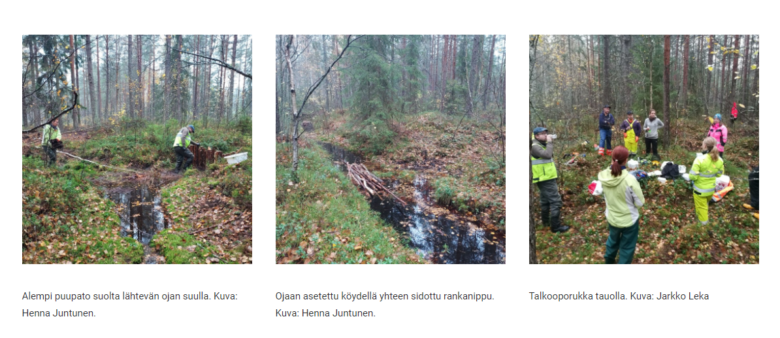 Talkoolaisia puukunnostustöissä Liedon ennallistetulla suolla..