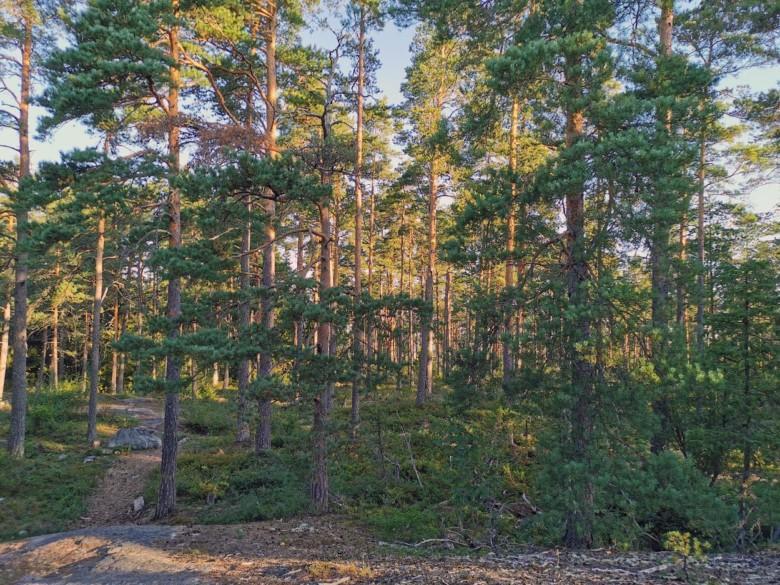 Puita ja kallioista maisemaa Keisvuorella.