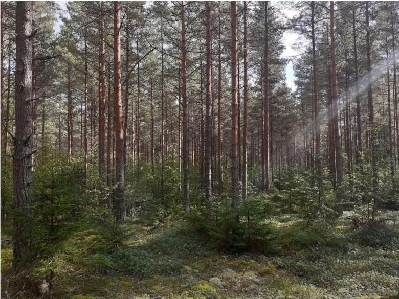 Mäntymetsää ja matalia pikkukuusia, auringonvalo siivilöityy runkojen välistä.