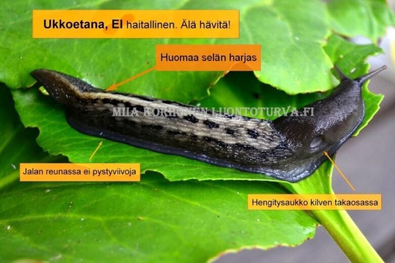 Ukkoetana. Ei haitallinen. Älä hävitä! Huomaa selän harjas. Jalan reunassa ei pystyviivoja. Hengitysaukko kilven takaosassa.