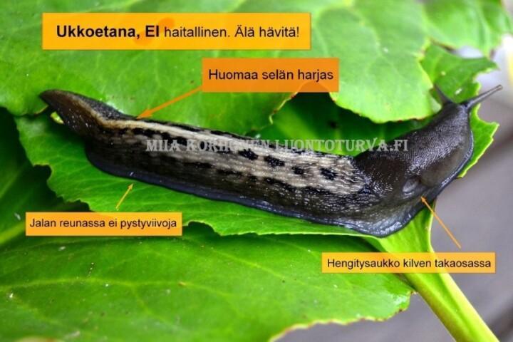 Ukkoetana ja kuvassa teksti EI haitallinen, älä hävitä!