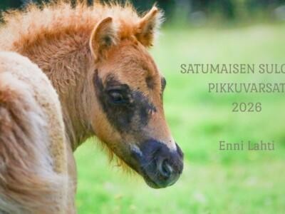 Kuvassa on varsa sekä teksti, jossa lukee: Satumaisen suloiset pikkuvarsat 2026, Enni Lahti.